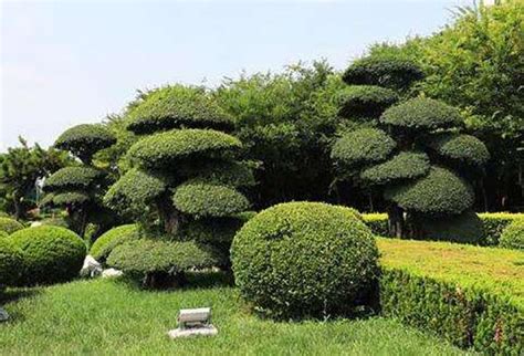 庭院 樹|庭院景觀常用主景樹合集（圖文案例）